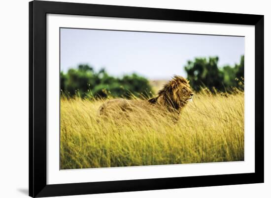 Wildcat-Berthold Dieckfoss-Framed Giclee Print