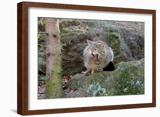 Wildcat-Reiner Bernhardt-Framed Photographic Print