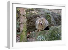 Wildcat-Reiner Bernhardt-Framed Photographic Print