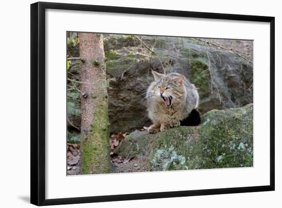 Wildcat-Reiner Bernhardt-Framed Photographic Print