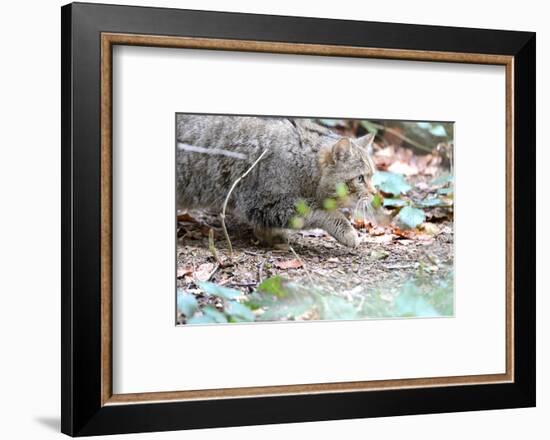 Wildcat-Reiner Bernhardt-Framed Photographic Print