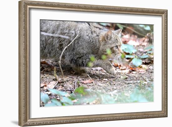 Wildcat-Reiner Bernhardt-Framed Photographic Print