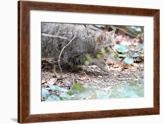 Wildcat-Reiner Bernhardt-Framed Photographic Print