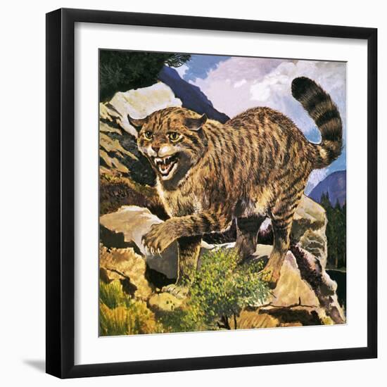 Wildcat-G. W Backhouse-Framed Giclee Print