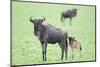 Wildebeest and Calf-DLILLC-Mounted Photographic Print