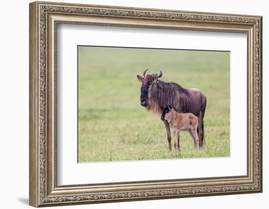 Wildebeest Besides its Calf, Ngorongoro Conservation Area, Tanzania-James Heupel-Framed Photographic Print