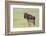 Wildebeest Besides its Calf, Ngorongoro Conservation Area, Tanzania-James Heupel-Framed Photographic Print