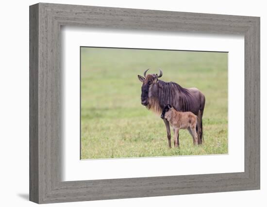 Wildebeest Besides its Calf, Ngorongoro Conservation Area, Tanzania-James Heupel-Framed Photographic Print