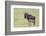 Wildebeest Besides its Calf, Ngorongoro Conservation Area, Tanzania-James Heupel-Framed Photographic Print