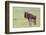 Wildebeest Besides its Calf, Ngorongoro Conservation Area, Tanzania-James Heupel-Framed Photographic Print