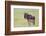 Wildebeest Besides its Calf, Ngorongoro Conservation Area, Tanzania-James Heupel-Framed Photographic Print