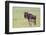 Wildebeest Besides its Calf, Ngorongoro Conservation Area, Tanzania-James Heupel-Framed Photographic Print