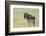 Wildebeest Besides its Calf, Ngorongoro Conservation Area, Tanzania-James Heupel-Framed Photographic Print