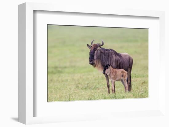 Wildebeest Besides its Calf, Ngorongoro Conservation Area, Tanzania-James Heupel-Framed Photographic Print