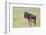 Wildebeest Besides its Calf, Ngorongoro Conservation Area, Tanzania-James Heupel-Framed Photographic Print