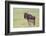 Wildebeest Besides its Calf, Ngorongoro Conservation Area, Tanzania-James Heupel-Framed Photographic Print