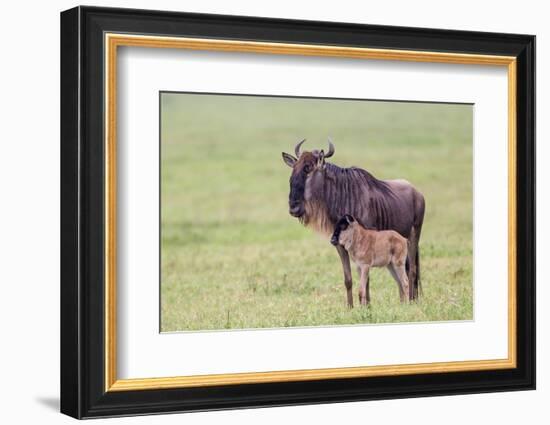 Wildebeest Besides its Calf, Ngorongoro Conservation Area, Tanzania-James Heupel-Framed Photographic Print