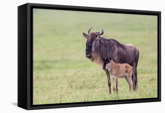 Wildebeest Besides its Calf, Ngorongoro Conservation Area, Tanzania-James Heupel-Framed Premier Image Canvas