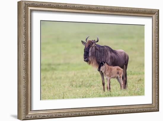 Wildebeest Besides its Calf, Ngorongoro Conservation Area, Tanzania-James Heupel-Framed Photographic Print