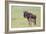 Wildebeest Besides its Calf, Ngorongoro Conservation Area, Tanzania-James Heupel-Framed Photographic Print