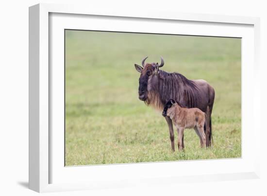 Wildebeest Besides its Calf, Ngorongoro Conservation Area, Tanzania-James Heupel-Framed Photographic Print