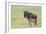 Wildebeest Besides its Calf, Ngorongoro Conservation Area, Tanzania-James Heupel-Framed Photographic Print