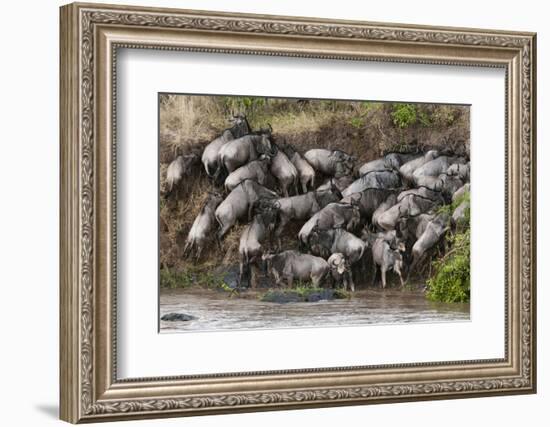 Wildebeest Crossing the River Mara, Masai Mara, Kenya-Sergio Pitamitz-Framed Photographic Print