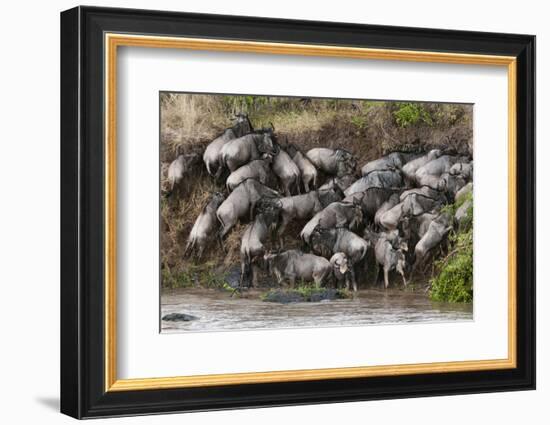 Wildebeest Crossing the River Mara, Masai Mara, Kenya-Sergio Pitamitz-Framed Photographic Print