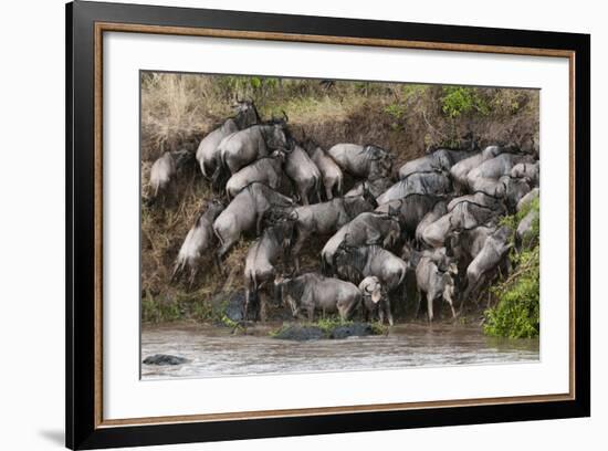 Wildebeest Crossing the River Mara, Masai Mara, Kenya-Sergio Pitamitz-Framed Photographic Print