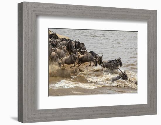 Wildebeest herd crossing Mara River in late summer, Masai Mara, Kenya, Africa-Adam Jones-Framed Photographic Print