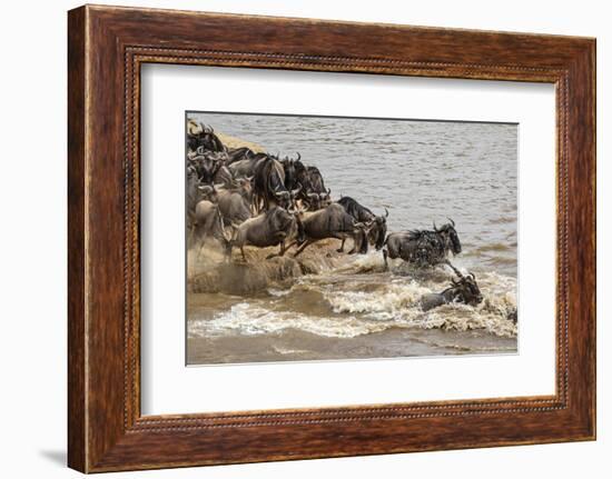 Wildebeest herd crossing Mara River in late summer, Masai Mara, Kenya, Africa-Adam Jones-Framed Photographic Print