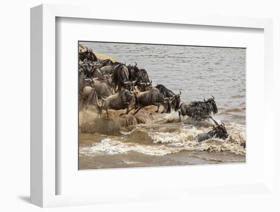 Wildebeest herd crossing Mara River in late summer, Masai Mara, Kenya, Africa-Adam Jones-Framed Photographic Print