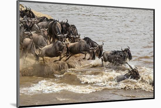 Wildebeest herd crossing Mara River in late summer, Masai Mara, Kenya, Africa-Adam Jones-Mounted Photographic Print