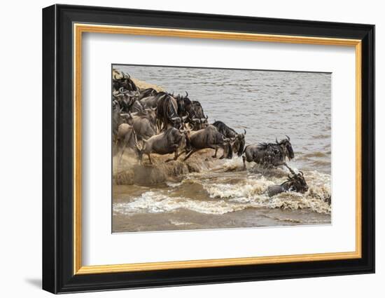 Wildebeest herd crossing Mara River in late summer, Masai Mara, Kenya, Africa-Adam Jones-Framed Photographic Print