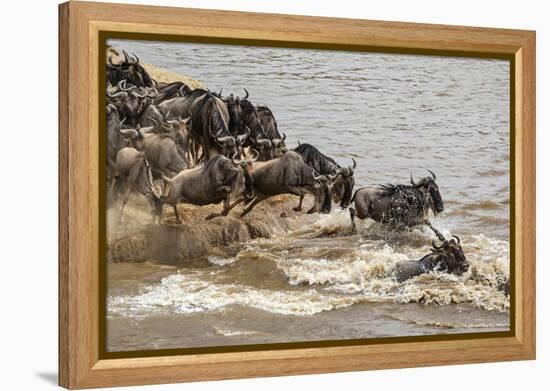 Wildebeest herd crossing Mara River in late summer, Masai Mara, Kenya, Africa-Adam Jones-Framed Premier Image Canvas