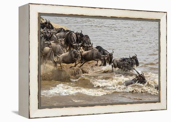 Wildebeest herd crossing Mara River in late summer, Masai Mara, Kenya, Africa-Adam Jones-Framed Premier Image Canvas