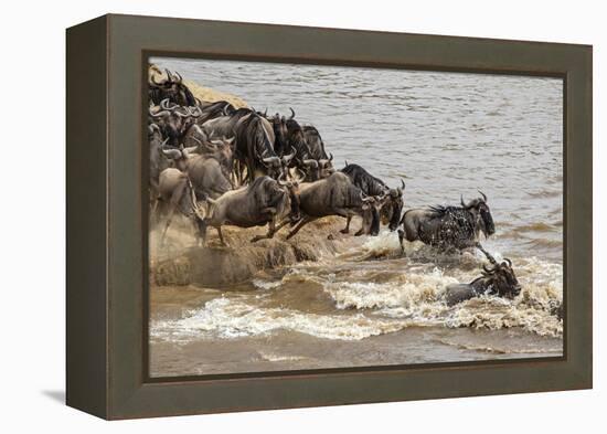 Wildebeest herd crossing Mara River in late summer, Masai Mara, Kenya, Africa-Adam Jones-Framed Premier Image Canvas