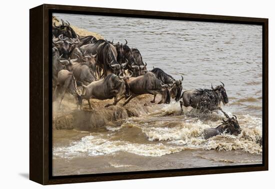 Wildebeest herd crossing Mara River in late summer, Masai Mara, Kenya, Africa-Adam Jones-Framed Premier Image Canvas