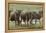 Wildebeest herd during migration, Serengeti National Park, Tanzania, Africa-Adam Jones-Framed Premier Image Canvas