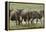 Wildebeest herd during migration, Serengeti National Park, Tanzania, Africa-Adam Jones-Framed Premier Image Canvas