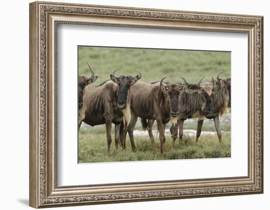 Wildebeest herd during migration, Serengeti National Park, Tanzania, Africa-Adam Jones-Framed Photographic Print