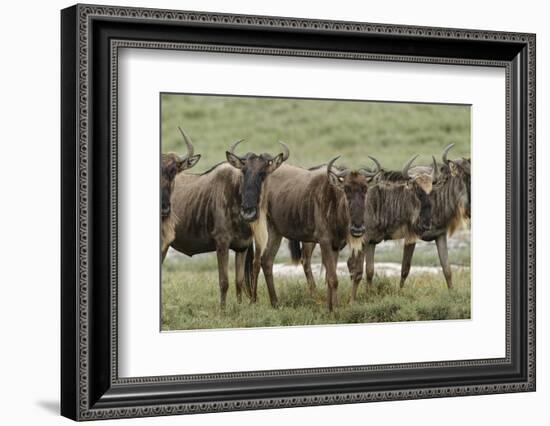 Wildebeest herd during migration, Serengeti National Park, Tanzania, Africa-Adam Jones-Framed Photographic Print