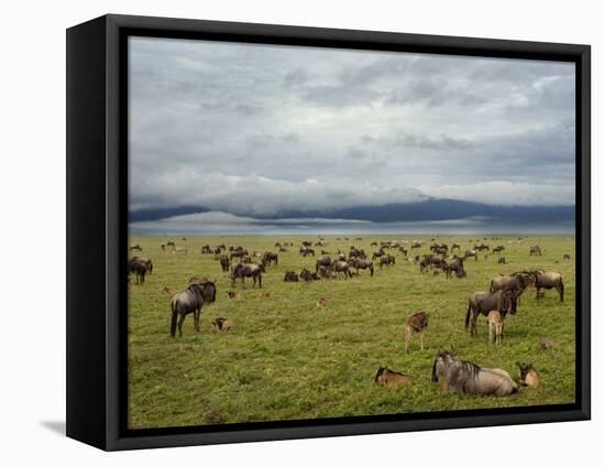 Wildebeest Herd with Calves, Ngorongoro Crater, Tanzania-Edwin Giesbers-Framed Premier Image Canvas