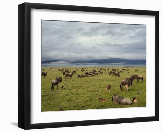 Wildebeest Herd with Calves, Ngorongoro Crater, Tanzania-Edwin Giesbers-Framed Photographic Print
