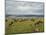 Wildebeest Herd with Calves, Ngorongoro Crater, Tanzania-Edwin Giesbers-Mounted Photographic Print