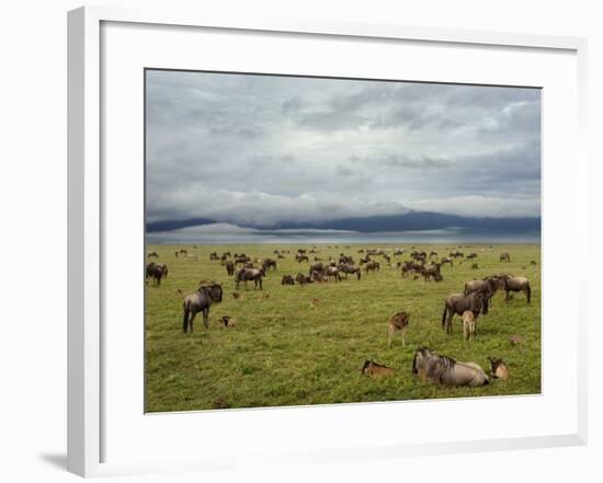 Wildebeest Herd with Calves, Ngorongoro Crater, Tanzania-Edwin Giesbers-Framed Photographic Print