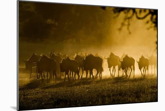 Wildebeest Herd-Tony Camacho-Mounted Photographic Print