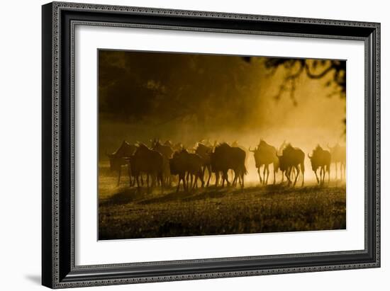 Wildebeest Herd-Tony Camacho-Framed Photographic Print