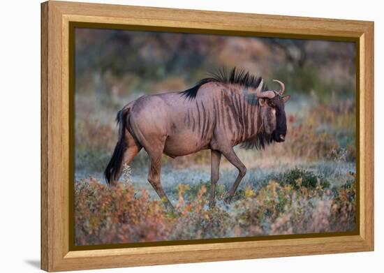 Wildebeest in a Field, Etosha National Park, Namibia-null-Framed Stretched Canvas