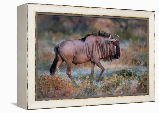 Wildebeest in a Field, Etosha National Park, Namibia-null-Framed Stretched Canvas